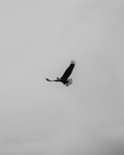 dane-deaner-724517-unsplash Eagle